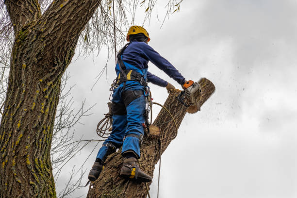 How Our Tree Care Process Works  in  Olathe, CO